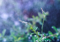 欧冠3-0！切尔西大胜10人巴萨！18岁巴西天才闪耀，蓝军3球被吹